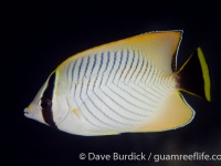 Chaetodon trifascialis