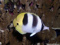 Chaetodon ulietensis