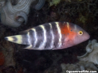 Cheilinus fasciatus