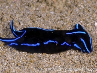 Chelidonura varians