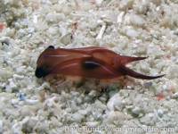 Chelidonura varians (juvenile)