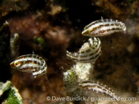 Chlorurus spilurus (juv.)