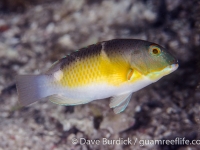 Choerodon anchorago (Raja Ampat)
