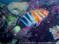 Choerodon fasciatus (GBR)