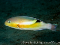 Choerodon zosterophorus (Puerto Galera)