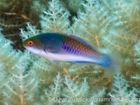 Cirrhilabrus cyanopleura (Palau)