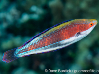 Cirrhilabrus katherinae Cirrhilabrus katherinae