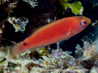 Cirrhilabrus katherinae Cirrhilabrus katherinae