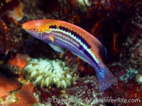 Cirrhilabrus lubbocki (Puerto Galera)