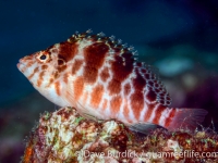 Cirrhitichthys oxycephalus (Puerto Galera)