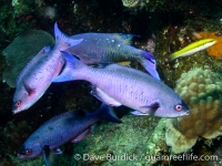 Clepticus parrae (Bonaire)