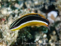 Coris pictoides (Lembeh)