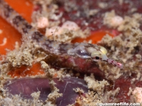 Corythoichthys flavofasciatus