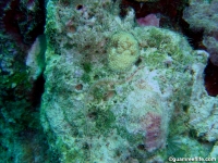 Corythoichthys schultzi