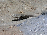 Cryptocentrus strigilliceps