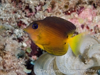 Ctenochaetus binotatus (juv.)