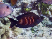 Ctenochaetus striatus (juv.)