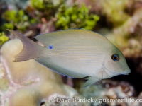 Ctenochaetus striatus (sub-adult)