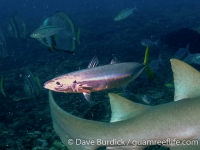 Decapterus cf. russelli