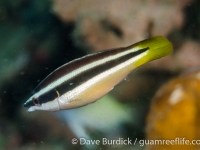 Diproctacanthus xanthurus (Lembeh)
