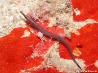 Doryrhamphus excisus