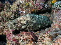 Epinephelus corallicola (Palau)