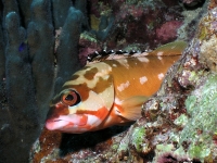 Epinephelus fasciatus