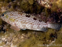 Epinephelus hexagonatus