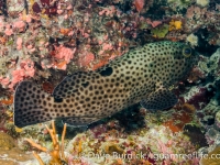 Epinephelus howlandi (Wallis)