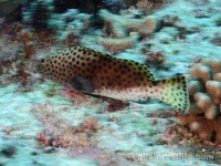 Epinephelus macrospilos