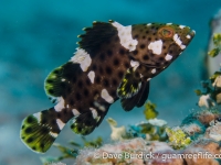 Epinephelus maculatus (sub-adult)