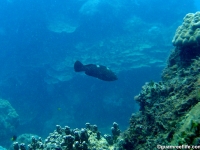 Epinephelus maculatus