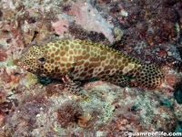 Epinephelus merra