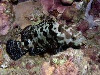 Epinephelus polyphekadion