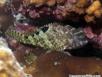 Epinephelus spilotoceps