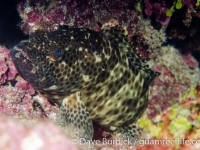 Epinephelus tauvina