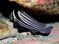 Equetus punctatus