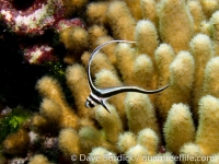 Equetus punctatus (juvenile)