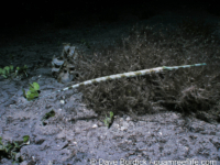 Fistularia commersonii