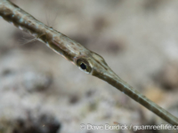 Fistularia commersonii