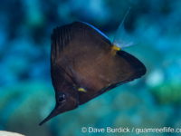 Forcipiger flavissimus (black) Forcipiger flavissimus (black)