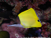 Forcipiger flavissimus (yellow) Forcipiger flavissimus (yellow)