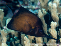 Forcipiger longirostris (black) Forcipiger longirostris (black)