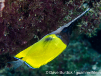 Forcipiger longirostris (yellow) Forcipiger longirostris (yellow)