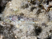 Fusigobius cf. neophytus