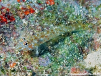 Fusigobius duospilus