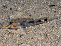 Fusigobius inframaculatus