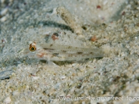 Fusigobius signipinnis