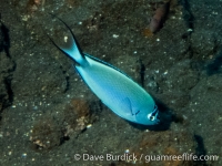 Genicanthus watanabei (CNMI)