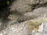 Gladiogobius brevispinna